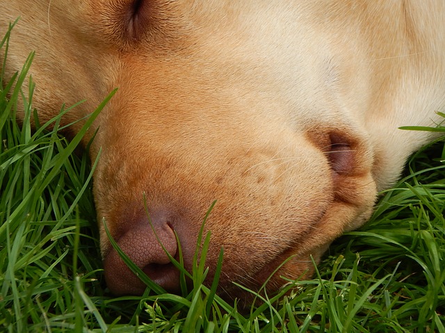 Ležiaci pes v tráve.jpg