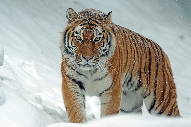 Tiger sibírsky.jpg