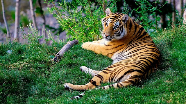 Tiger bengálsky.jpg